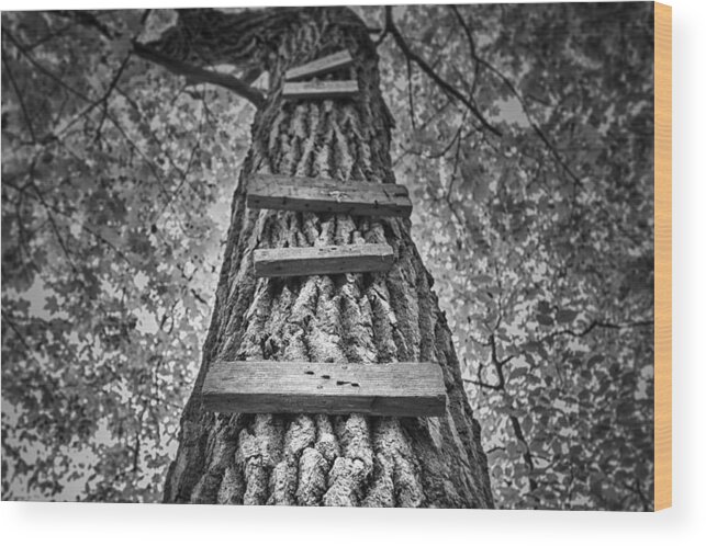 Tree Wood Print featuring the photograph Ladder to the Treehouse by Scott Norris