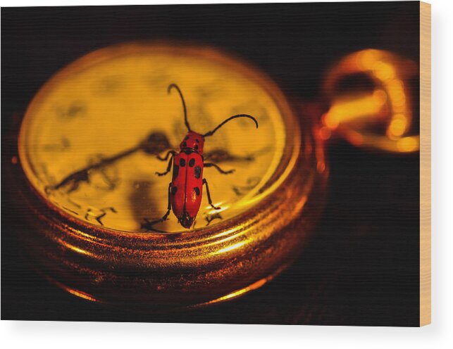  Wood Print featuring the photograph Lady bug by Gerald Kloss