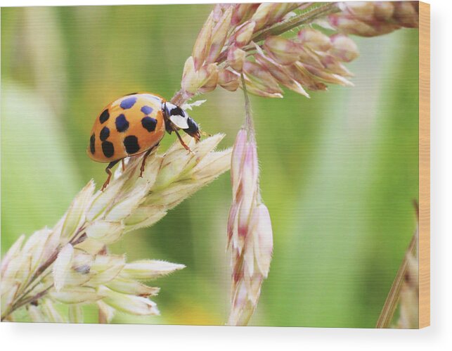Ladybug Wood Print featuring the photograph Lady Bug on a Warm Summer Day by Andrew Pacheco