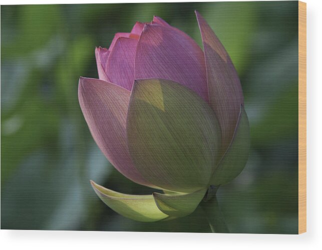 Lotus Wood Print featuring the photograph Lady in Waiting by Cindy Lark Hartman