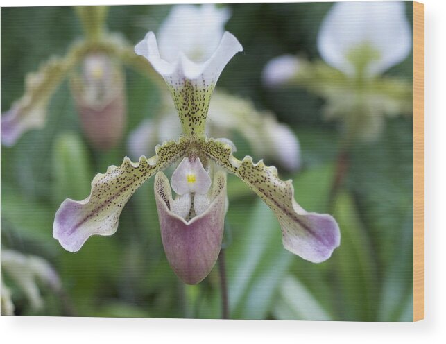 Lady Slipper Orchid Wood Print featuring the photograph Lady Slipper by Sue Morris