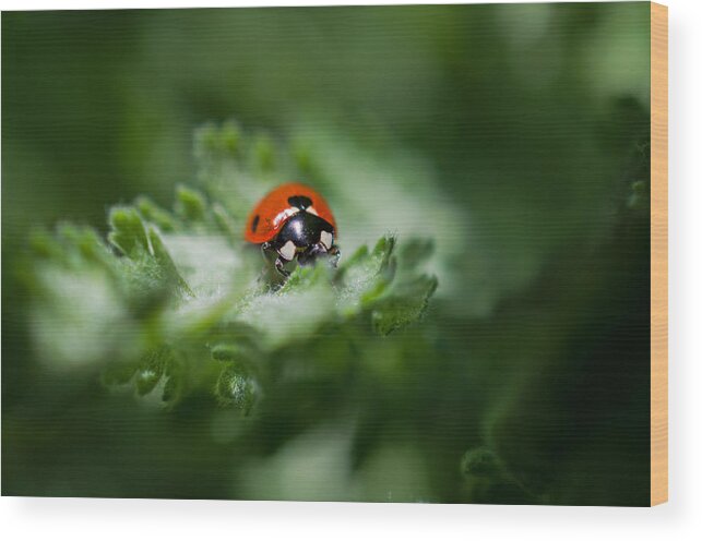 Ladybug On The Move Wood Print featuring the photograph Ladybug on the Move by Jordan Blackstone