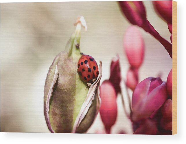 Flower Buds Wood Print featuring the digital art Ladybug by Photographic Art by Russel Ray Photos
