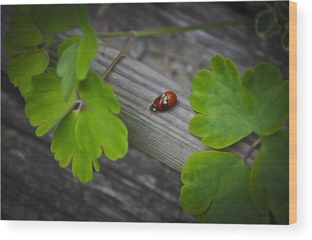 Animal Wood Print featuring the photograph Ladybugs Mating by Aged Pixel