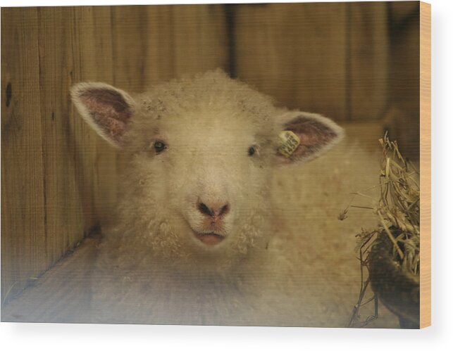 Lamp Wood Print featuring the photograph Lamb Chop by Valerie Collins