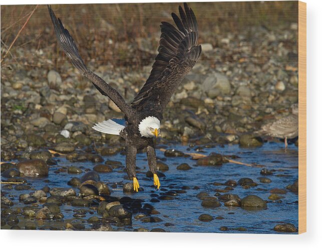 Bald Eagle Wood Print featuring the photograph Landing Approach by Shari Sommerfeld