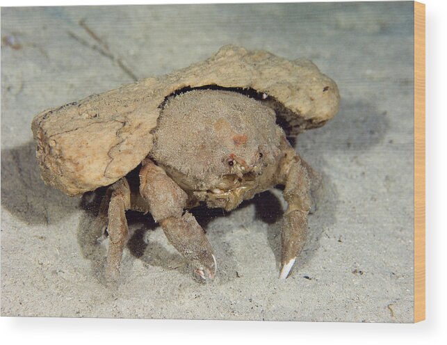 Large Sponge Crab Wood Print by Scubazoo/science Photo Library - Science  Photo Gallery
