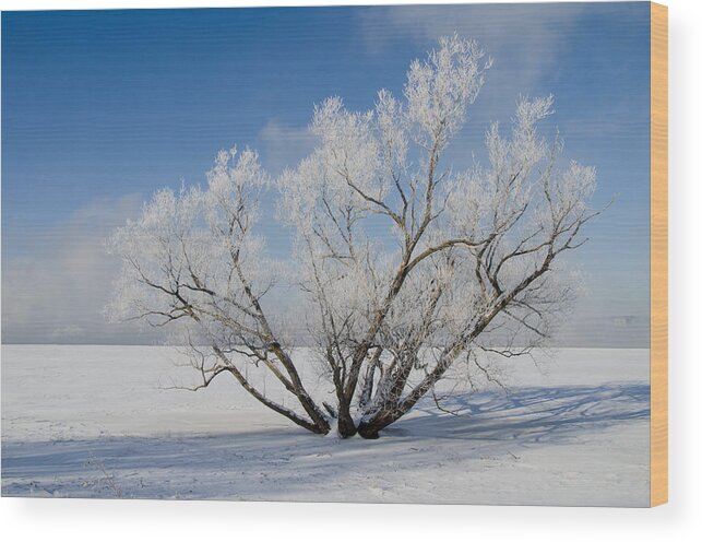 Ontario Wood Print featuring the photograph Large Tree with Hoar Frost. Remic Rapids. by Rob Huntley