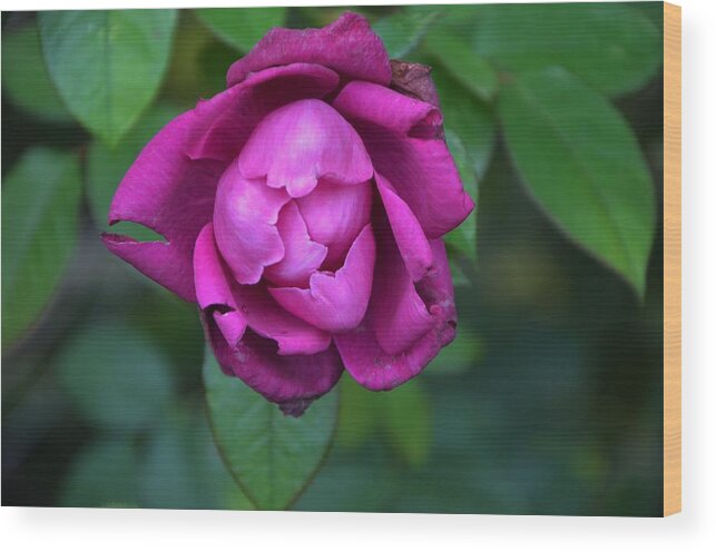 Lavender Rose Wood Print featuring the photograph Last Rose of Spring by Marilyn MacCrakin