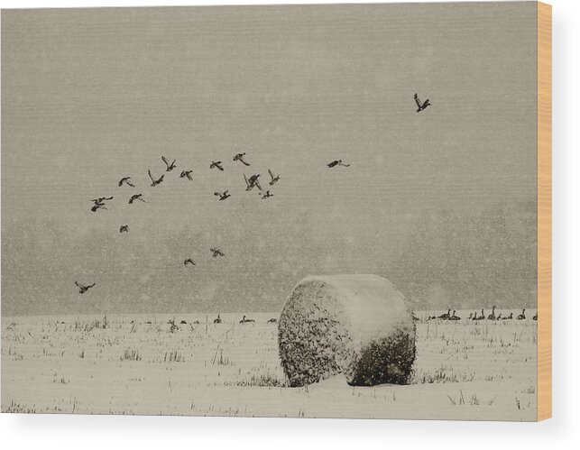 Ducks Wood Print featuring the photograph Late on their trip by Daniel Martin