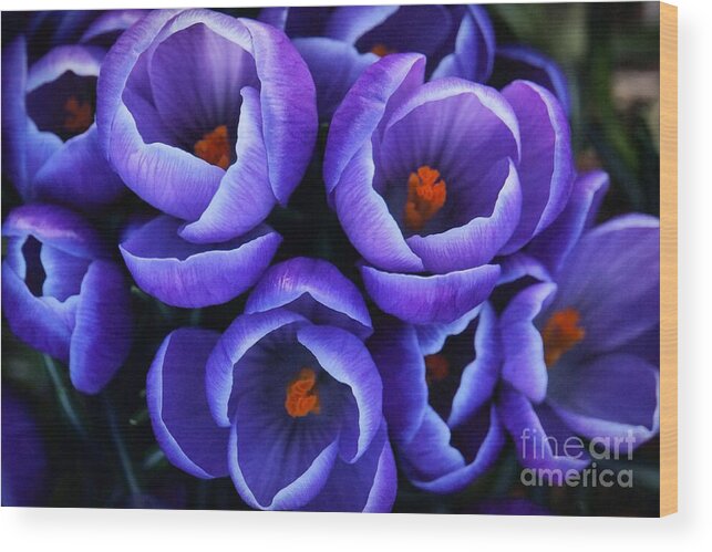 Crocus Wood Print featuring the photograph Late Winter Crocus by Patricia Strand
