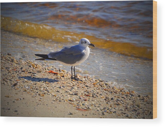 Florida Wood Print featuring the photograph Laughing gull by Doug Grey