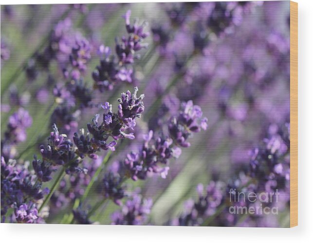Closeup Wood Print featuring the photograph Lavender by Amanda Mohler