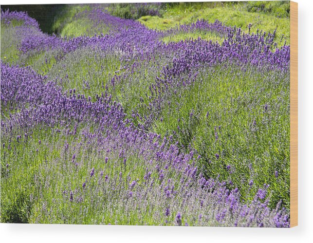 Lavender Wood Print featuring the photograph Lavender Day by Kathy Bassett