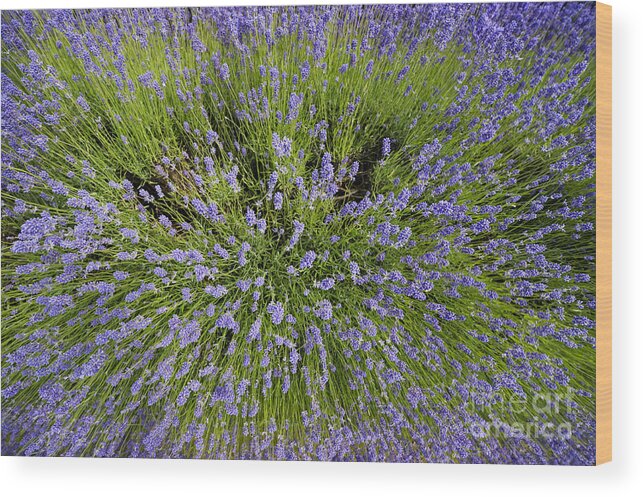 Lavender Wood Print featuring the photograph Lavender Explosion by Tim Gainey