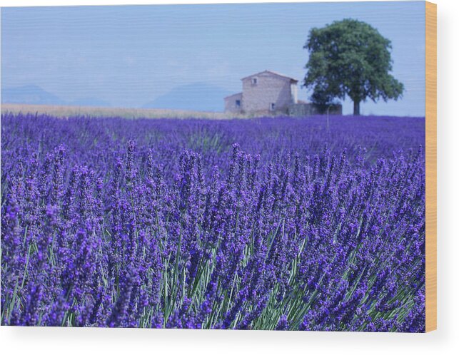 Tranquility Wood Print featuring the photograph Lavender Field Under Threat by Meriel Lland