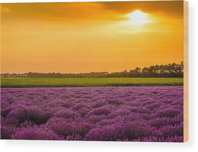 Tranquility Wood Print featuring the photograph Lavender Fields And Sunset by Mim'smadmoments