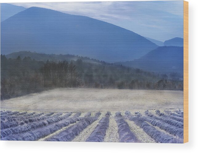 Lavender Wood Print featuring the photograph Lavender in Provence by Jean Gill