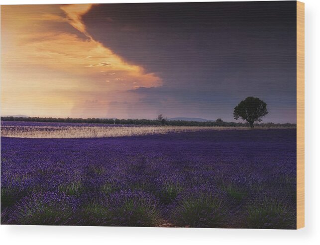 Lavender Field Wood Print featuring the photograph Lavender Thunderstorm by Claudia Moeckel