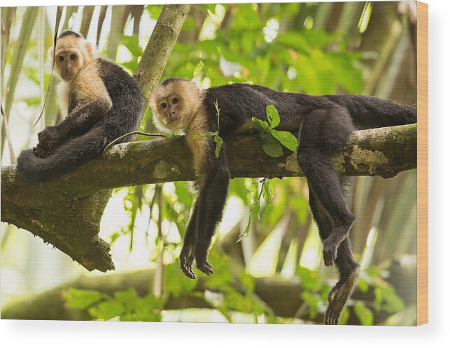 Capuchin Wood Print featuring the photograph Lazy Day in the Rainforest by Natural Focal Point Photography