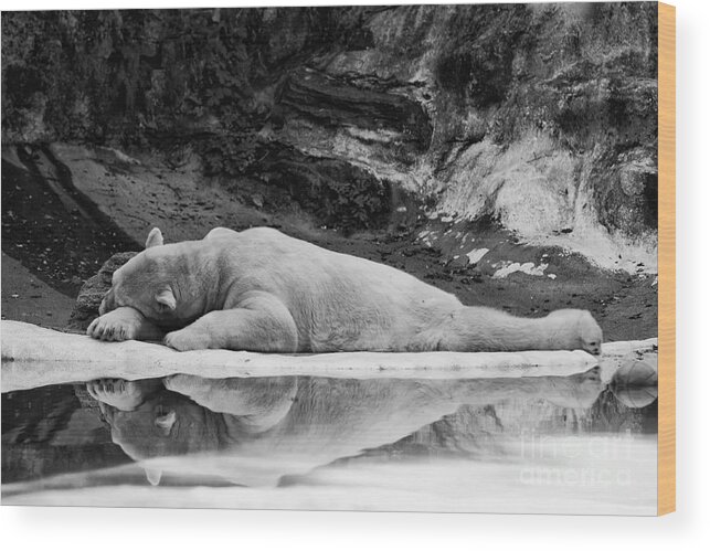 Bronx Zoo Wood Print featuring the photograph Lazy Days by Rick Kuperberg Sr