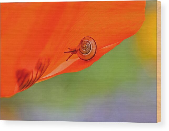 Snail Wood Print featuring the photograph Leading a Colorful Life by Peggy Collins