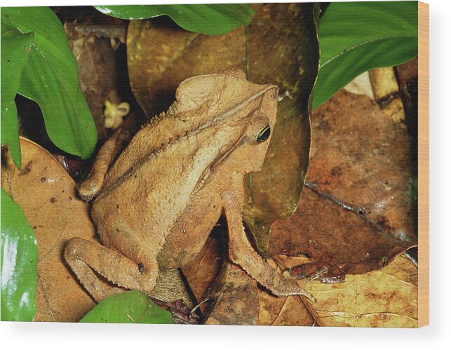 00511669 Wood Print featuring the photograph Leaf Litter Toad Bufo Typhonius by Michael and Patricia Fogden
