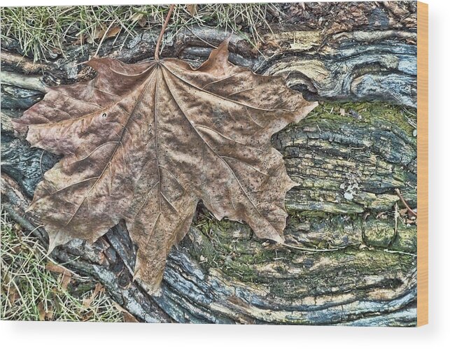 Minneapolis Wood Print featuring the photograph Leaf on Tree Root by Betty Eich