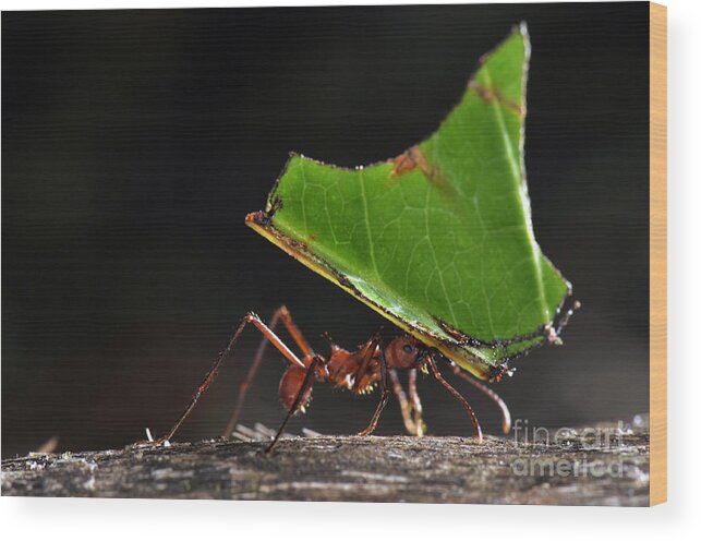 Leafcutter Ant Wood Print featuring the photograph Leafcutter Ant by Francesco Tomasinelli
