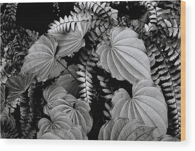 Leaves And Fern Wood Print featuring the photograph Leaves and Fern by Michael Eingle