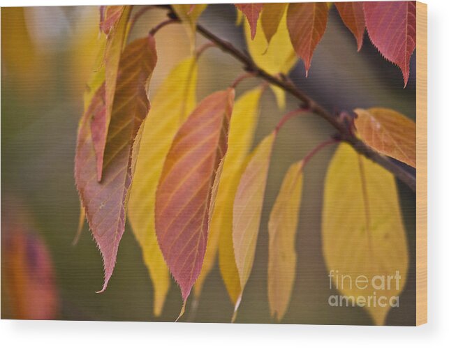 Heiko Wood Print featuring the photograph Leaves in Fall by Heiko Koehrer-Wagner