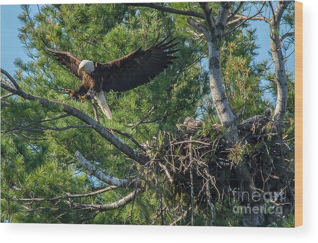 Landcape Wood Print featuring the photograph Leaving the Nest by Cheryl Baxter