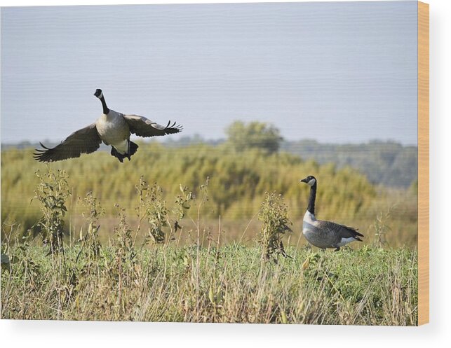 Goose Wood Print featuring the photograph Left Behind by Bonfire Photography