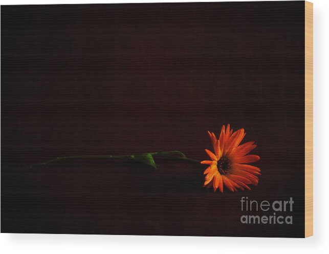 Flowers Wood Print featuring the photograph Left Behind by Randi Grace Nilsberg