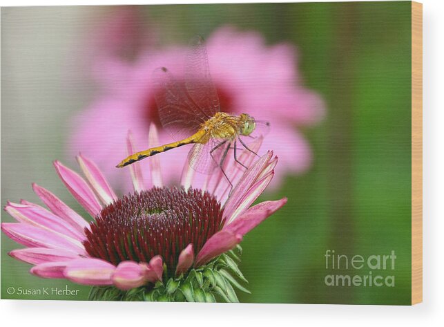 Flower Wood Print featuring the photograph Lemon Damsel by Susan Herber