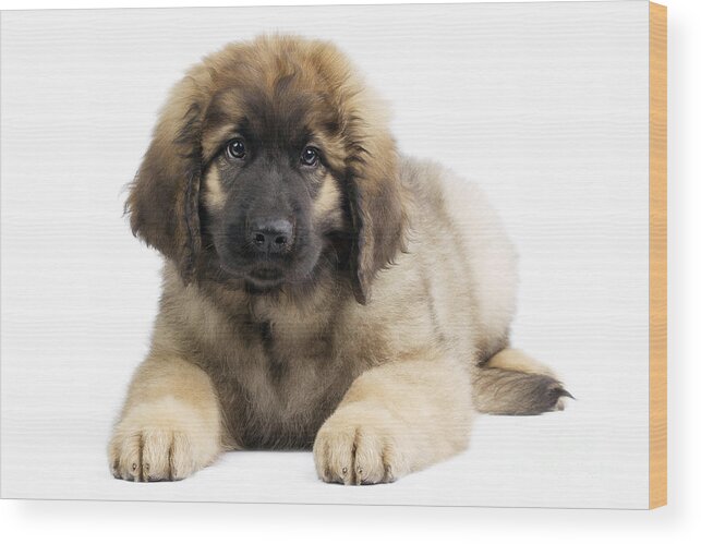 Leonberger Wood Print featuring the photograph Leonberger Puppy by Jean-Michel Labat