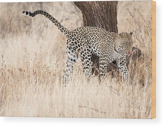 Leopard Wood Print featuring the photograph Leopard 1 by Eyal Bartov