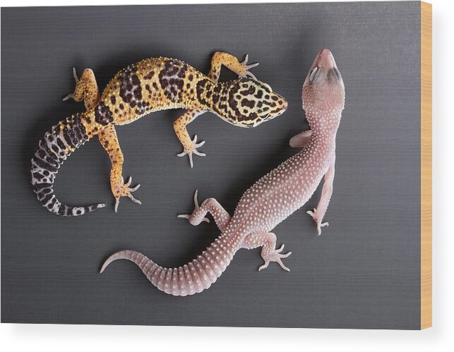 Common Leopard Gecko Wood Print featuring the photograph Leopard Gecko E. Macularius Collection by David Kenny