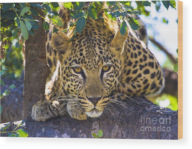 Tshukudu Wood Print featuring the photograph Leopard in Tree by Jennifer Ludlum