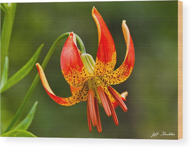 Beauty In Nature Wood Print featuring the photograph Leopard Lily in Bloom by Jeff Goulden