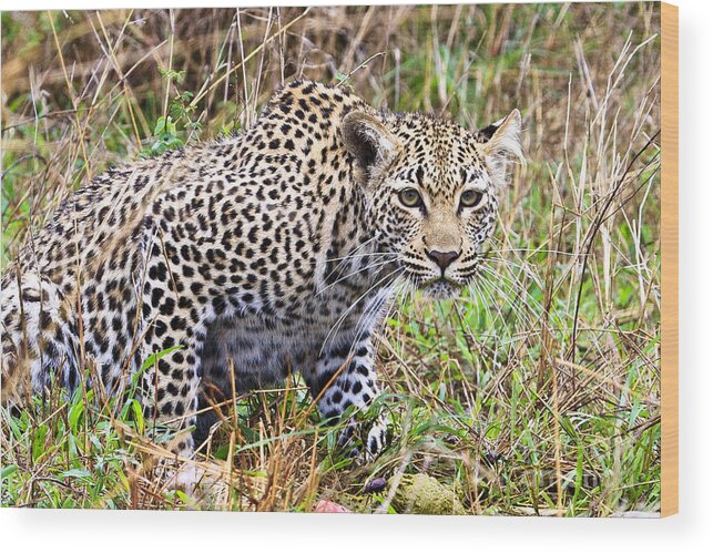 Leopard Wood Print featuring the photograph Leopard Stare by Jennifer Ludlum