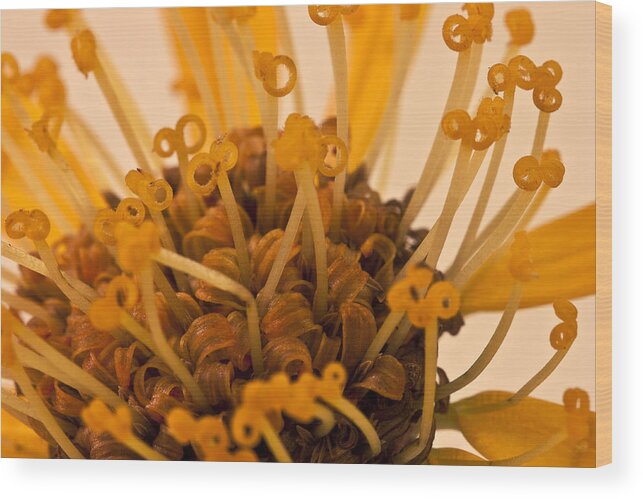 Orange Stamens Macro Wood Print featuring the photograph Leopards Bane Flower Macro by Sandra Foster