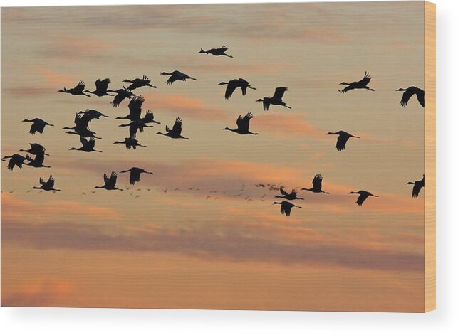 Lesser Sand Hill Cranes Wood Print featuring the photograph Lesser Sandhill Cranes by Bob Gibbons/science Photo Library