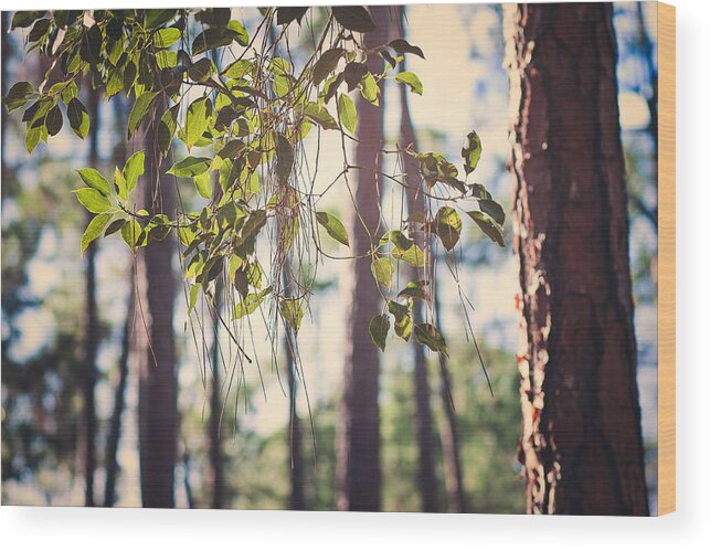 Sunlight Wood Print featuring the photograph Let Your Light Shine Through by Maria Robinson