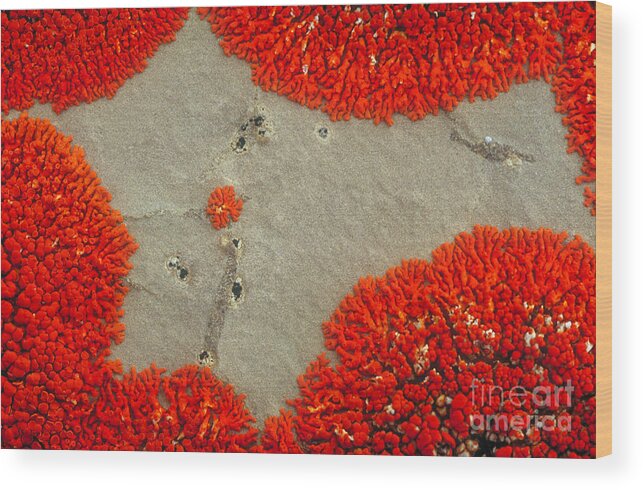 Lichen Wood Print featuring the photograph Lichen Patterns On Rock by Art Wolfe