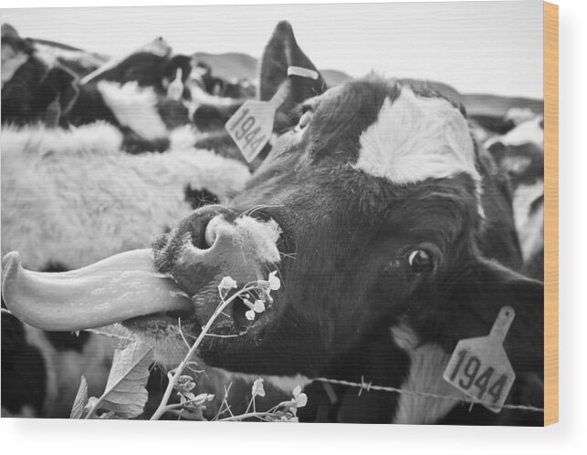 Cow Wood Print featuring the photograph Licking The Picture Frame by Priya Ghose
