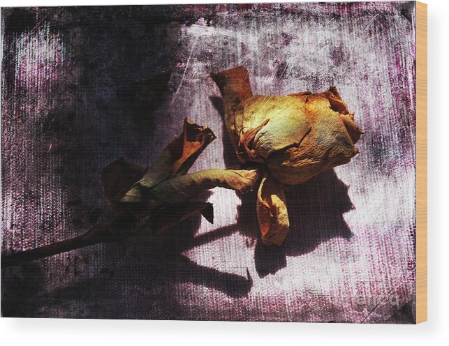 Rose Wood Print featuring the photograph Life Ended by Randi Grace Nilsberg