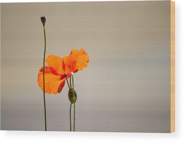 Poppy Wood Print featuring the photograph Life by Spikey Mouse Photography