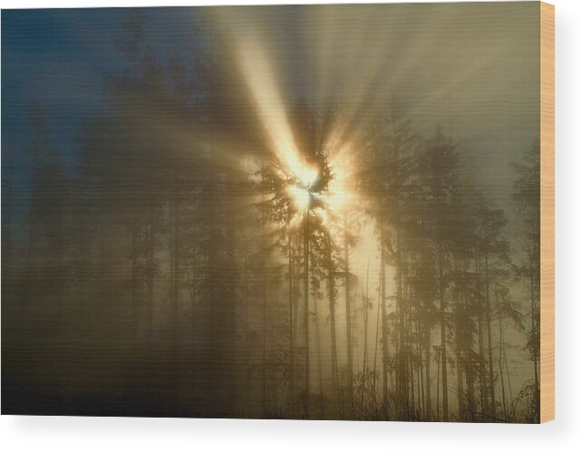 Sun Wood Print featuring the photograph Lifeforce by Peggy Collins