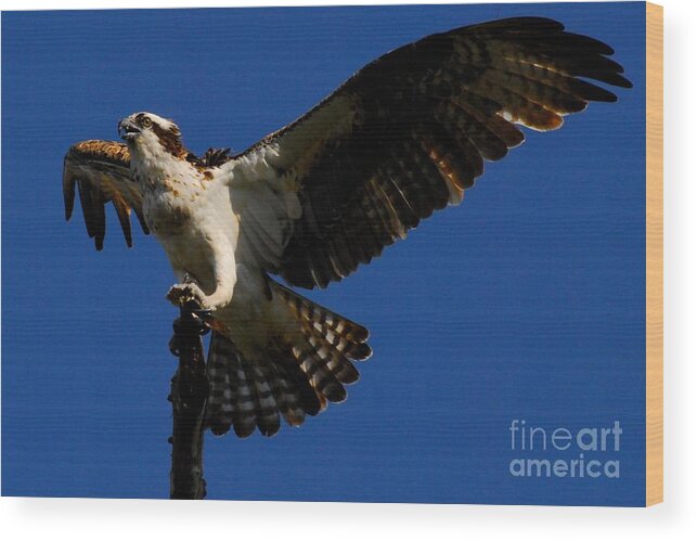 Osprey Wood Print featuring the photograph Lift off by Quinn Sedam